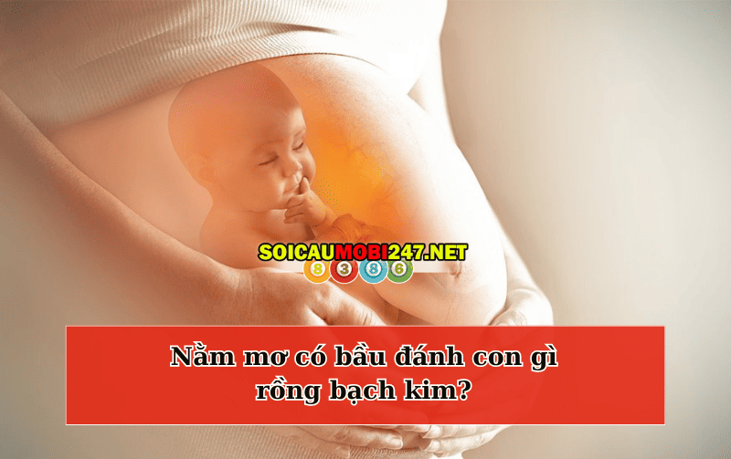 Nằm mơ có bầu đánh con gì rồng bạch kim?