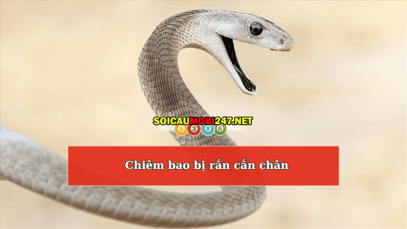  rắn cắn chân đánh con gì